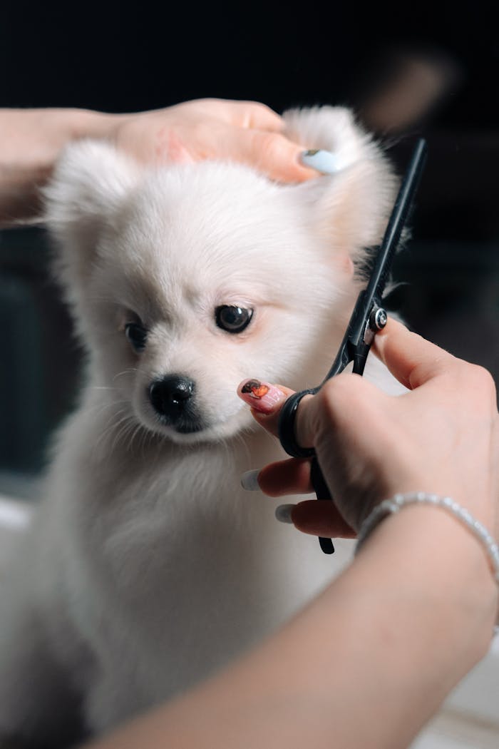 heros-img Adorable white puppy gets a haircut during a grooming session. Perfect pet salon image.