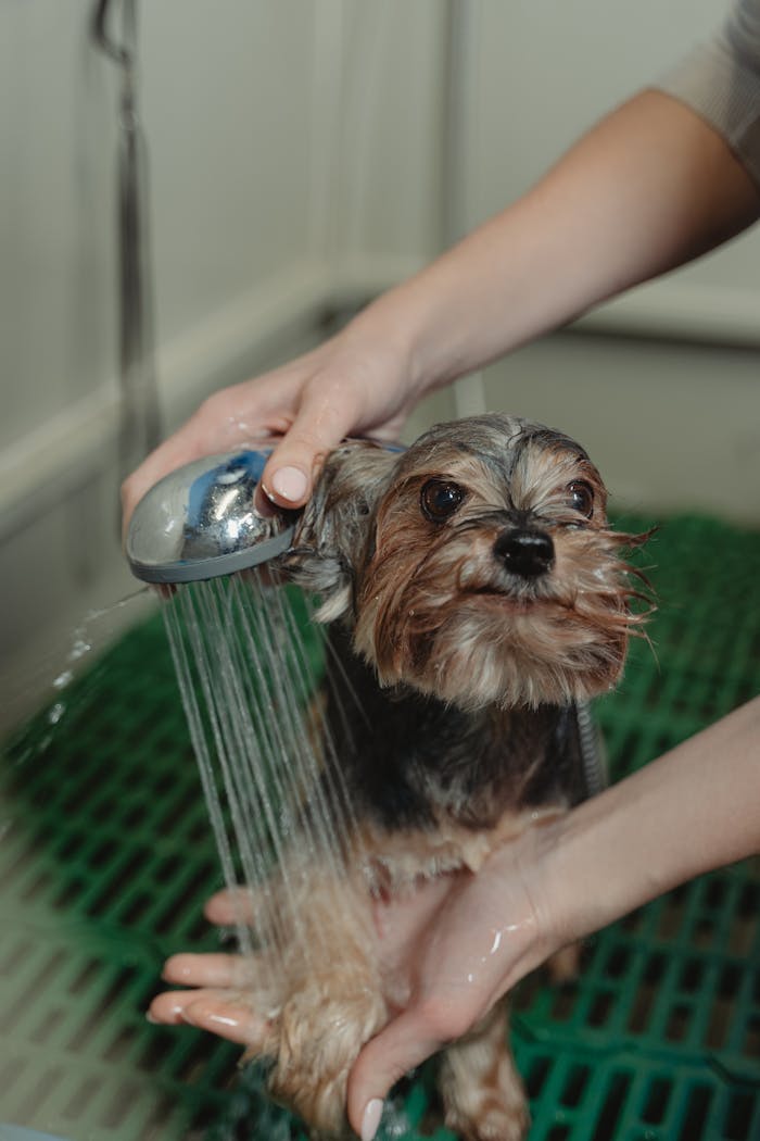about-us A Yorkshire Terrier being bathed and groomed by a person in a grooming salon.